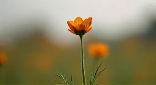 Echo Bloom: Resonating Themes Across Stories